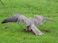 Ger- und Sakerfalke 040